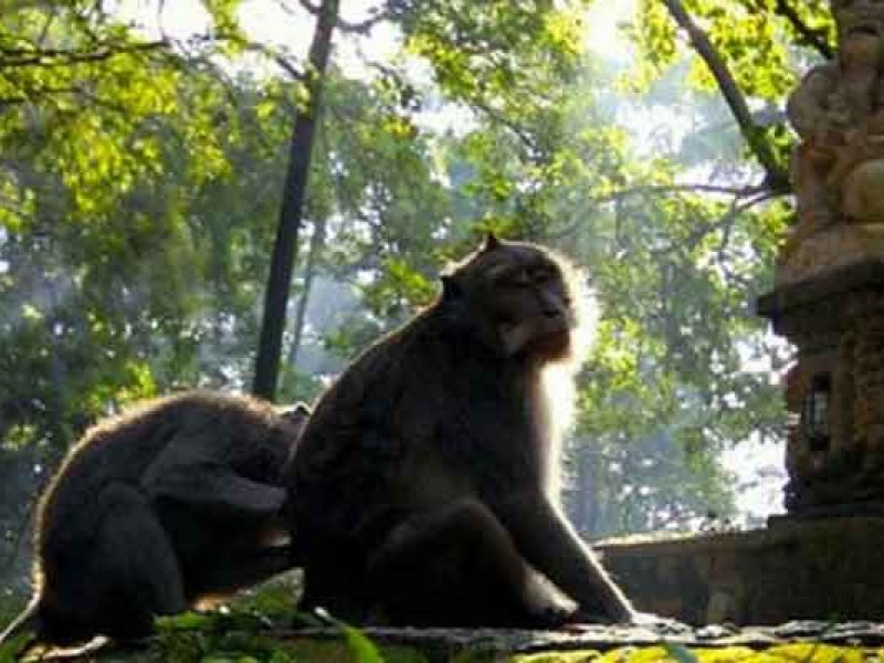 Ubud Monkey Forest Bali