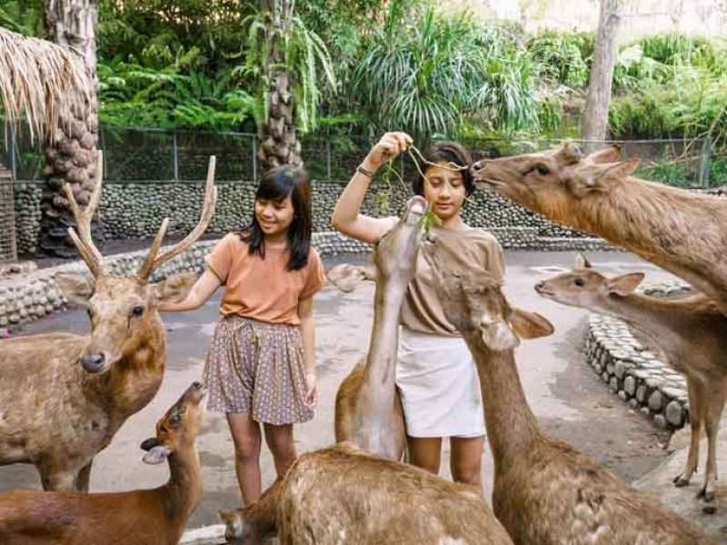 Zoo Admission Bali Zoo Park
