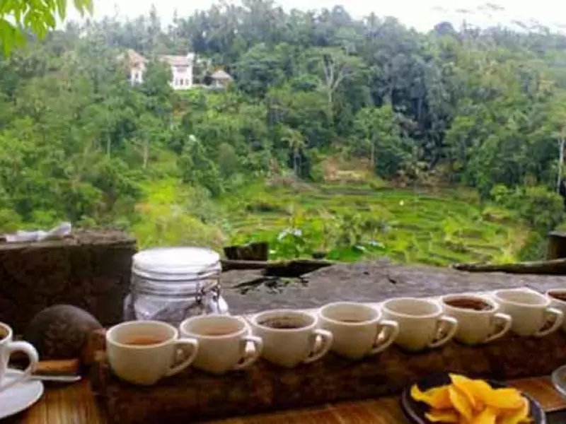 Luwak Coffee Plantation Ubud Tour