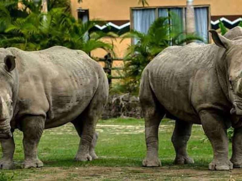 Bali Safari Marine Park Rhino Package