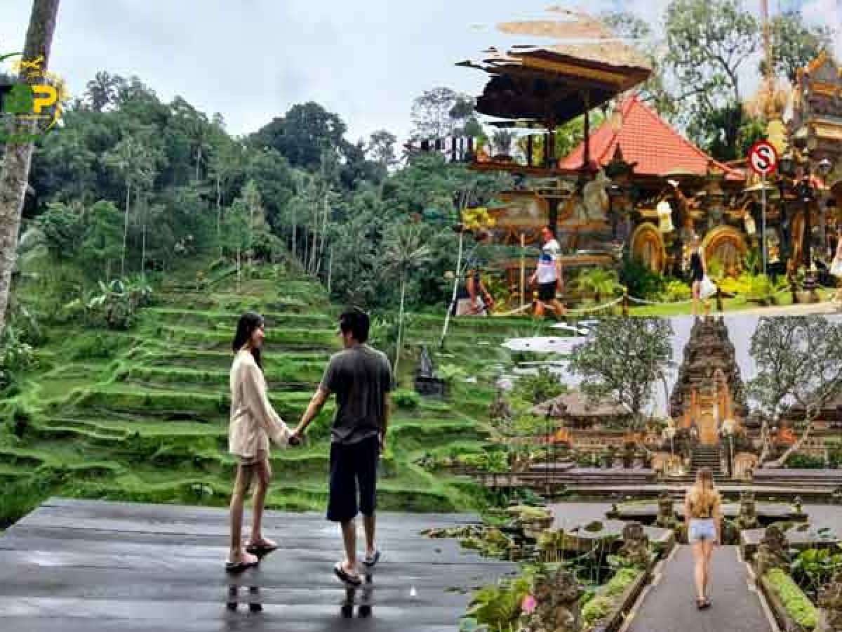 Private Ubud Waterfall Tour Rice Terrace and Monkey Forest