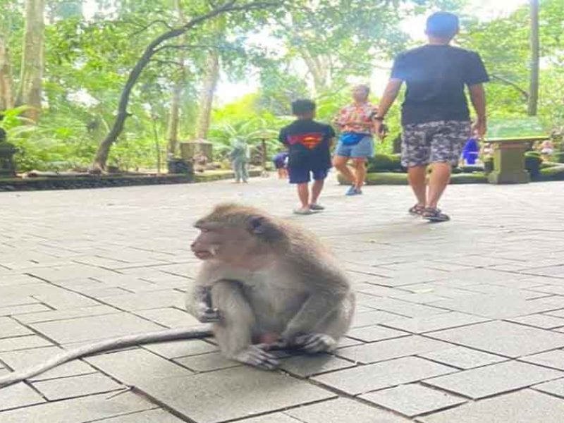 Ubud Tour - Best of Ubud - All Inclusive