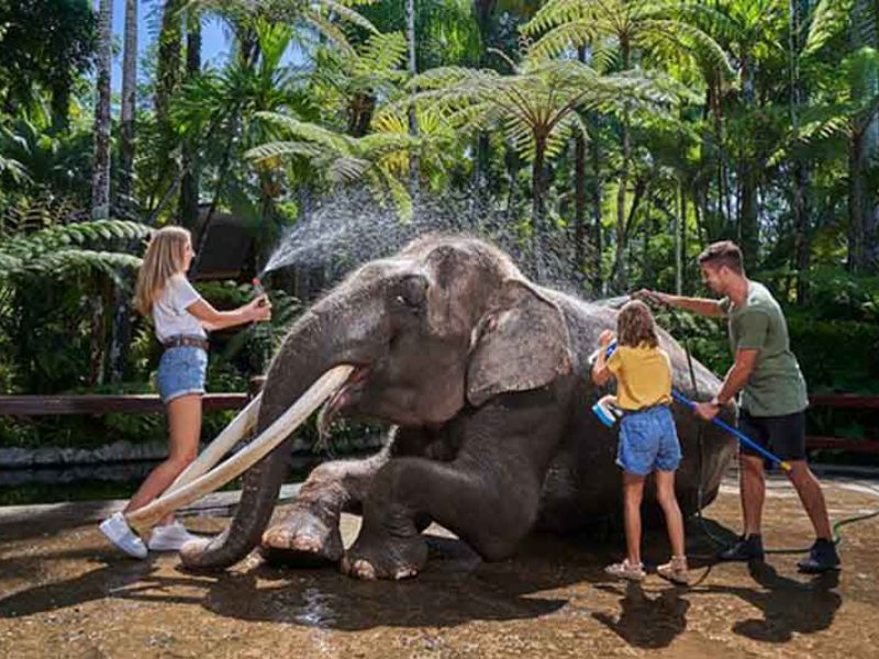 Luwak Coffee Plantation Ubud Bali Tour