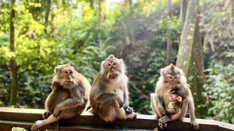 Ubud All-Inclusive Private Day Tour